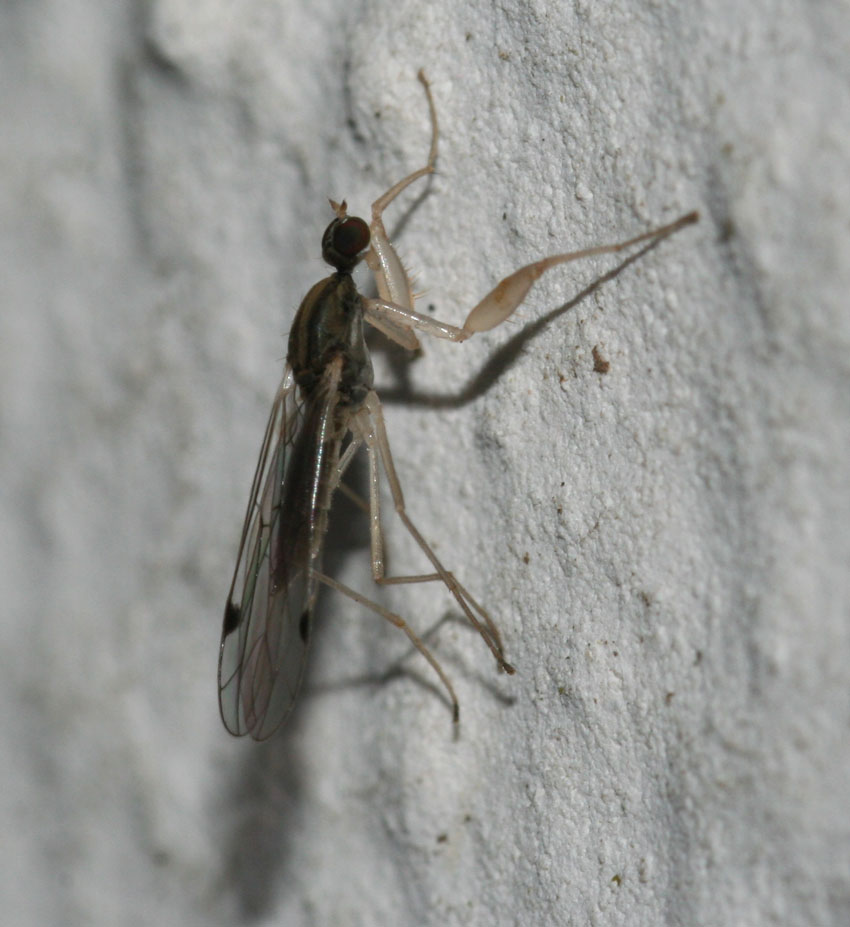 Chelifera precatoria (Empididae)